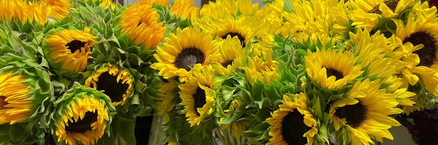 beautiful bundle of sunflowers